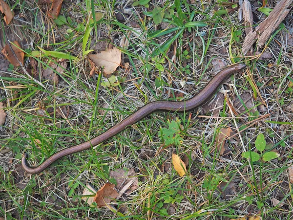 Slowworm Anguis Fragilis Lese — Stock fotografie