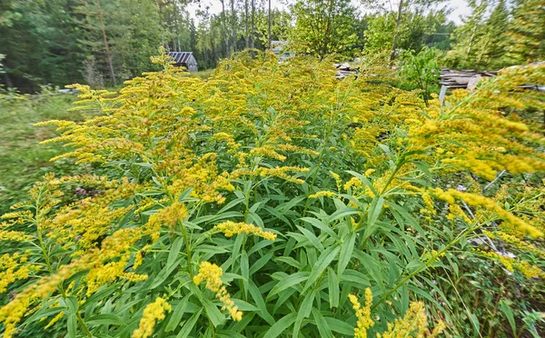 Fiori Gialli Verga Oro Nella Foresta — Foto Stock