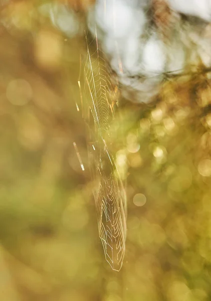 Pókháló Pók Erdő — Stock Fotó