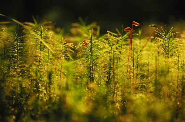 Polytrichum Commune Moss Swamp — Stock Photo, Image