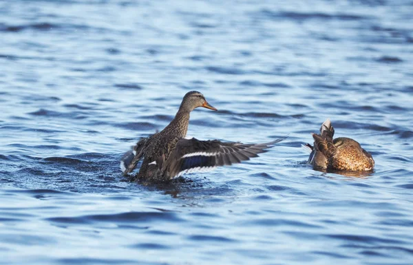 マガモ湖の鳥 — ストック写真