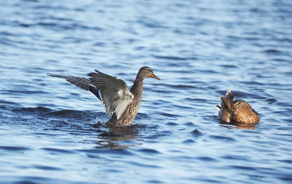 Mallard Bird Lake — Stock Photo, Image