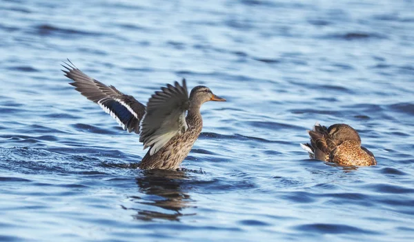 マガモ湖の鳥 — ストック写真