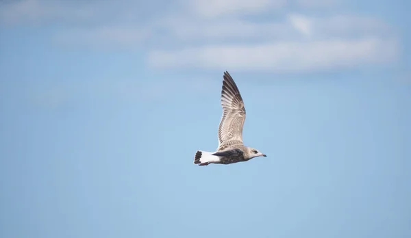 Seagull Flight Blue Sky — Stock Photo, Image