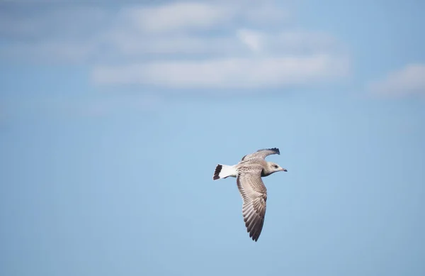 Seagull Flight Blue Sky — Stock Photo, Image