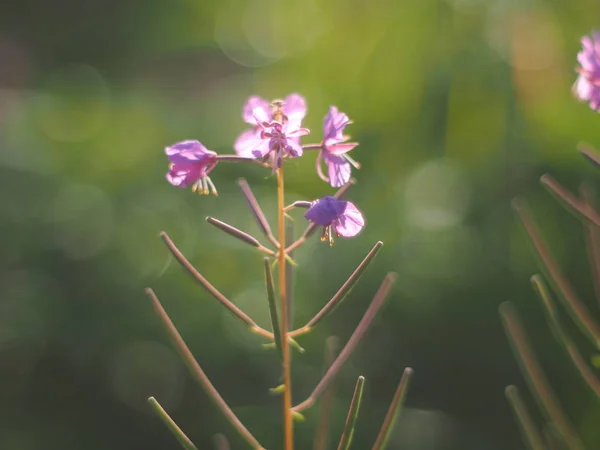 Fleur Herbe Feu Dans Forêt — Photo