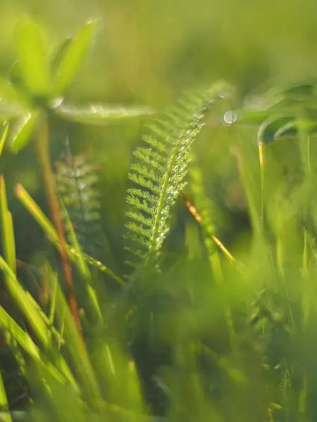 Grama Floresta — Fotografia de Stock