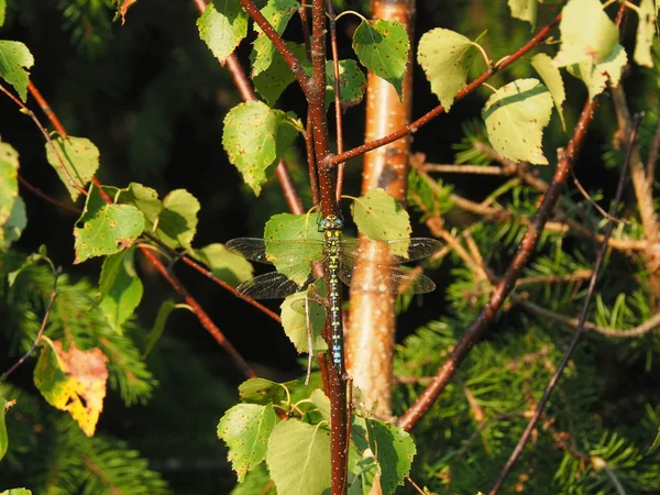 Libelle Auf Birke Wald — Stockfoto