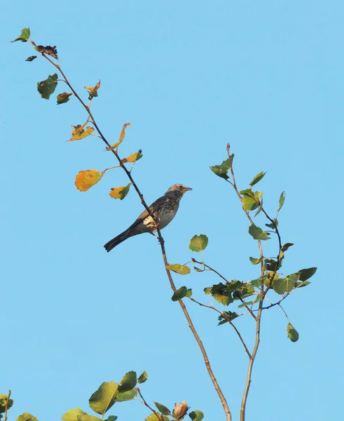 Turdus Pilaris Grive Parmi Les Branches — Photo