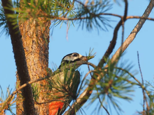 Gran Pájaro Carpintero Manchado Bosque — Foto de Stock