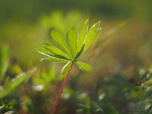 Lupin Löv Skogen — Stockfoto