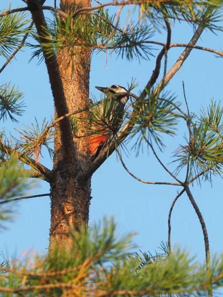 Gran Pájaro Carpintero Manchado Bosque — Foto de Stock