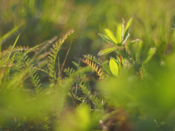 森の葉のルピナス — ストック写真