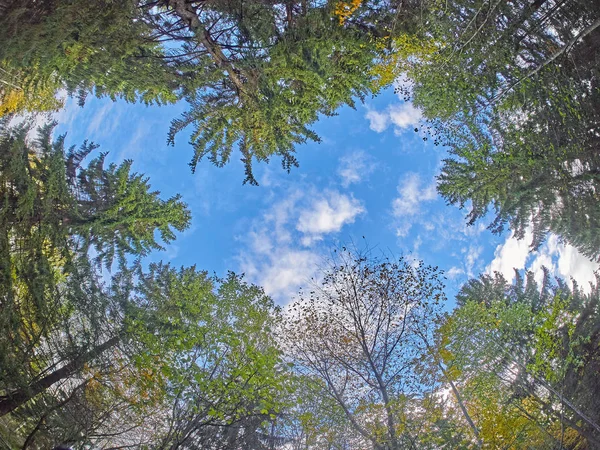 Árboles Abajo Hacia Arriba Bosque Otoño — Foto de Stock