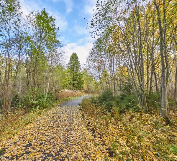 Camino Suciedad Bosque Otoño — Foto de Stock