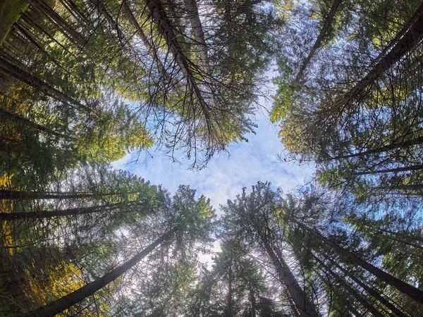 Fák Alulról Felfelé Őszi Erdő — Stock Fotó