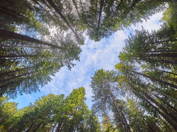 Árvores Baixo Para Cima Floresta Outono — Fotografia de Stock