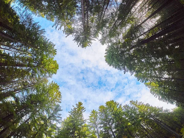 Fák Alulról Felfelé Őszi Erdő — Stock Fotó