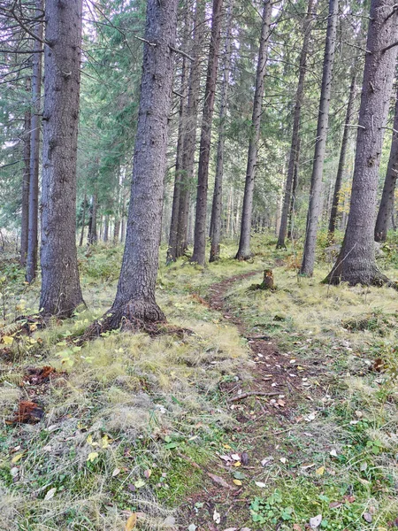 Coniferous Forest Autumn — Stock Photo, Image