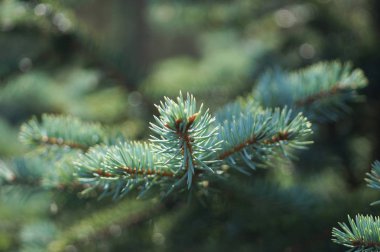 Ormandaki ladin dalları