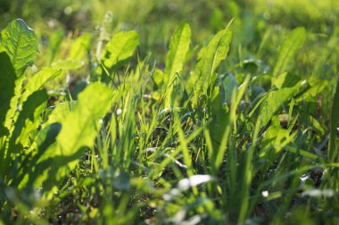 Karahindiba ormanın içinde