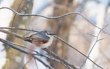 ormandaki sıvacı kuşu. Kış