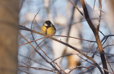 baştankara ormanın içinde. Kış