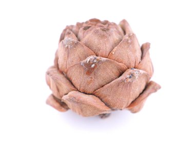 beyaz zemin üzerine sedir kozalakları