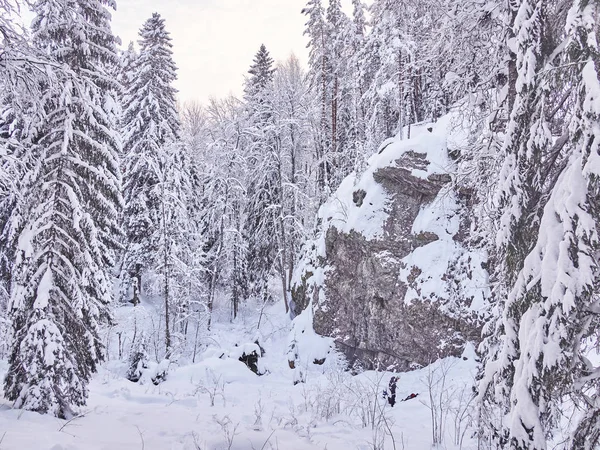 Invierno Taiga — Foto de Stock