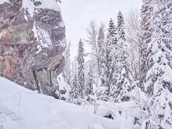 Invierno Taiga — Foto de Stock