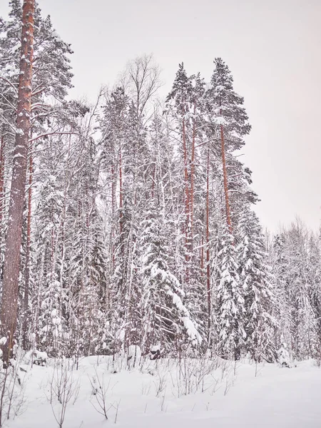 Зима Тайге — стоковое фото