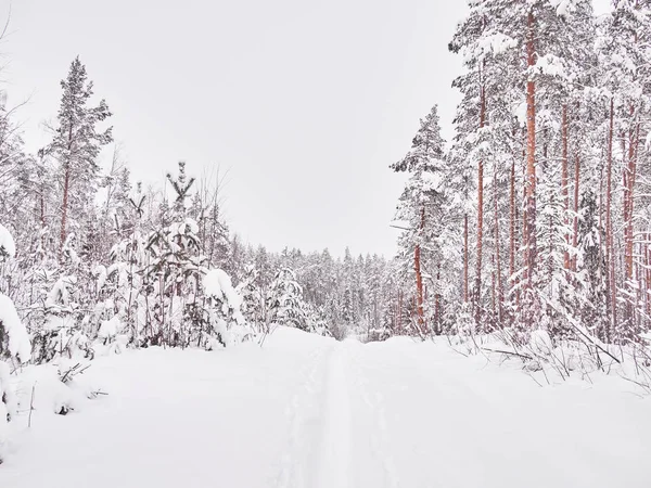 Invierno Taiga — Foto de Stock