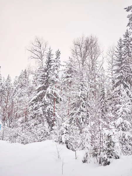 Invierno Taiga — Foto de Stock
