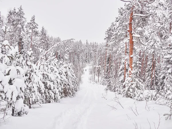 Invierno Taiga — Foto de Stock