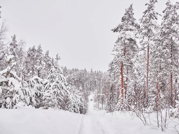 Winter Taiga — Stock Photo, Image