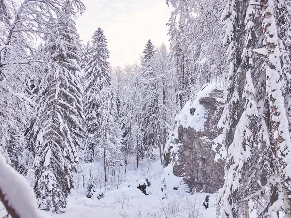 Invierno Taiga — Foto de Stock