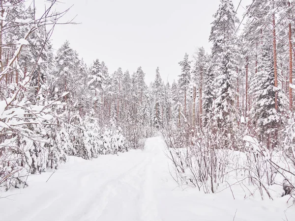 Invierno Taiga — Foto de Stock