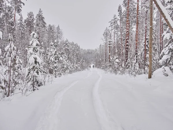 Winter Taiga — Stock Photo, Image