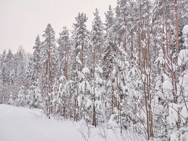 Зима Тайге — стоковое фото