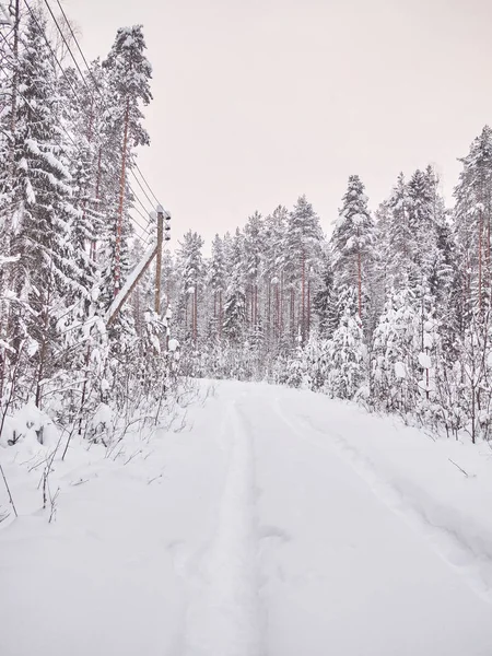 Invierno Taiga — Foto de Stock