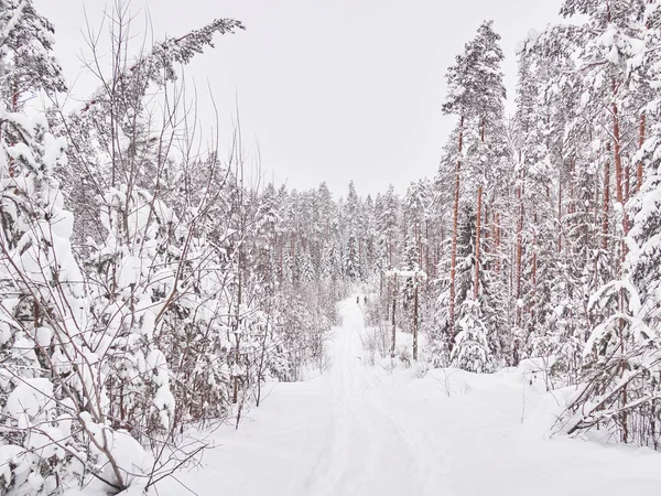 Invierno Taiga — Foto de Stock