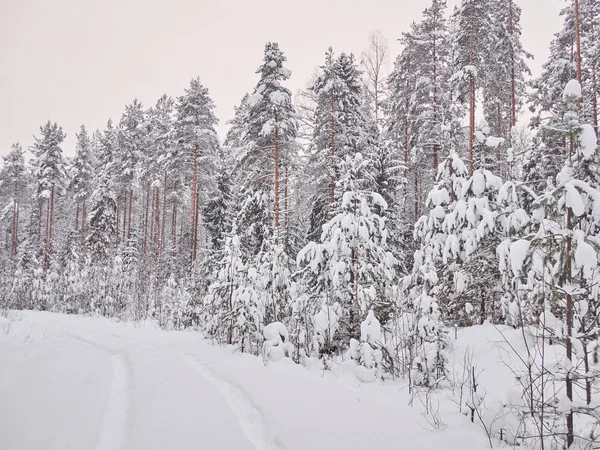 Winter Taiga — Stockfoto