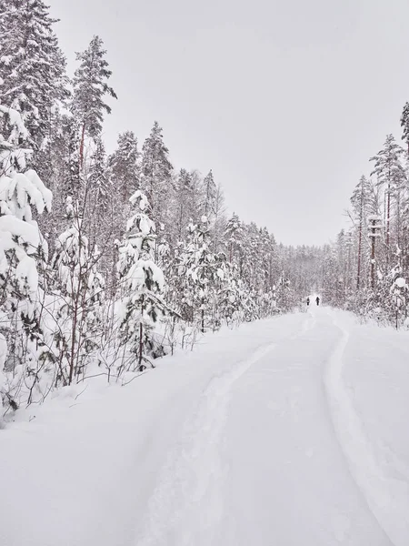 Winter Taiga — Stockfoto