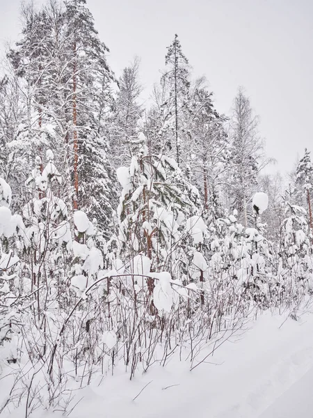 Invierno Taiga — Foto de Stock