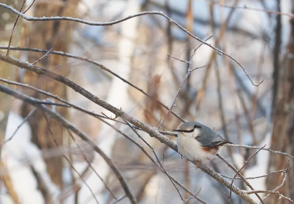 Ormandaki Sıvacı Kuşu Kış — Stok fotoğraf