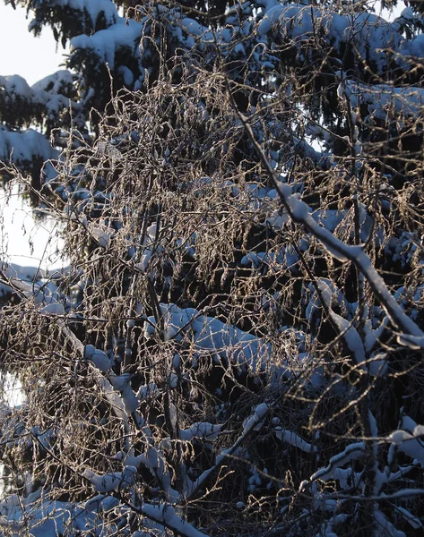 树树枝在雪中 — 图库照片