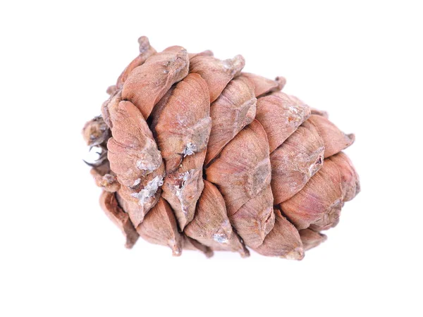 Cedar Cones White Background — Stock Photo, Image