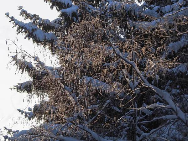 树树枝在雪中 — 图库照片