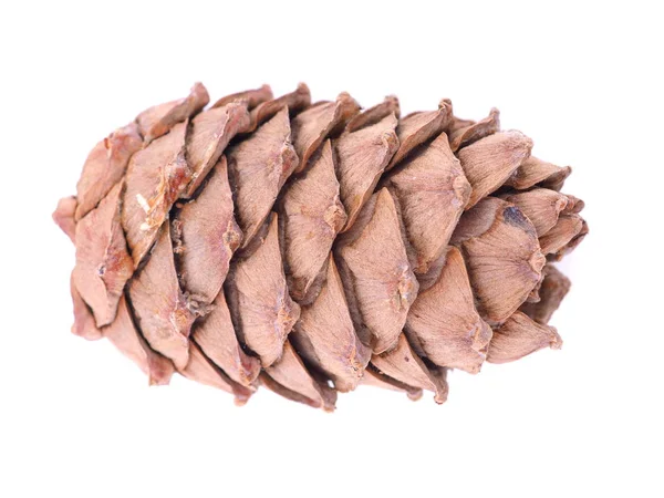 Cedar Cones White Background — Stock Photo, Image