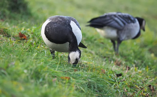 Seeteufelgans Auf Dem See — Stockfoto